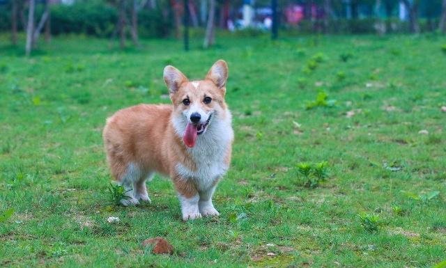 小短腿,胖嘟嘟,带你进一步了解柯基犬!