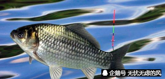 鯽魚魚層變化多,通過這個方法精準確定水層,馬上中魚連竿不斷!