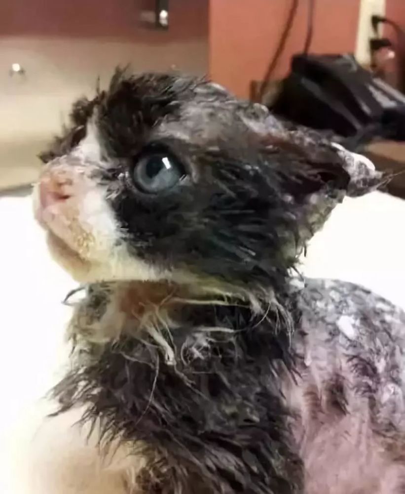 当你遇到受伤的流浪猫怎么办 别急 这就来帮你