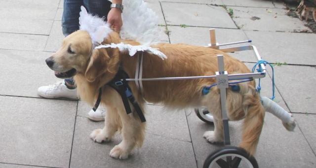 超感人 小女孩为残疾金毛犬插上翅膀 化身维密天使狗