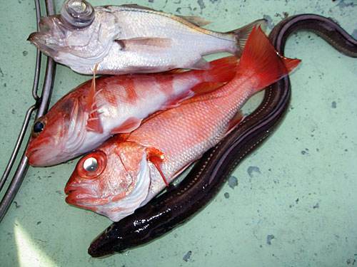 由于喉部漆黑,也称之为"红黑喉"鱼.