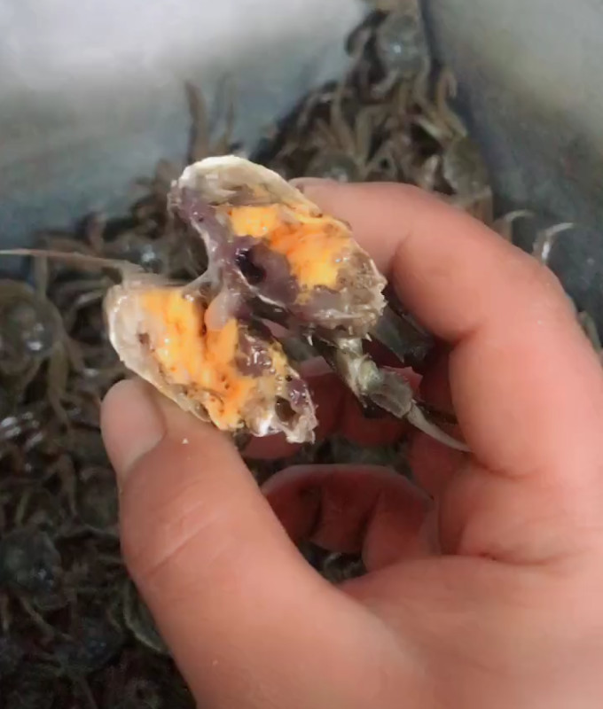 农民养殖的"小闸蟹",一斤60元还供应不求,年赚几十万