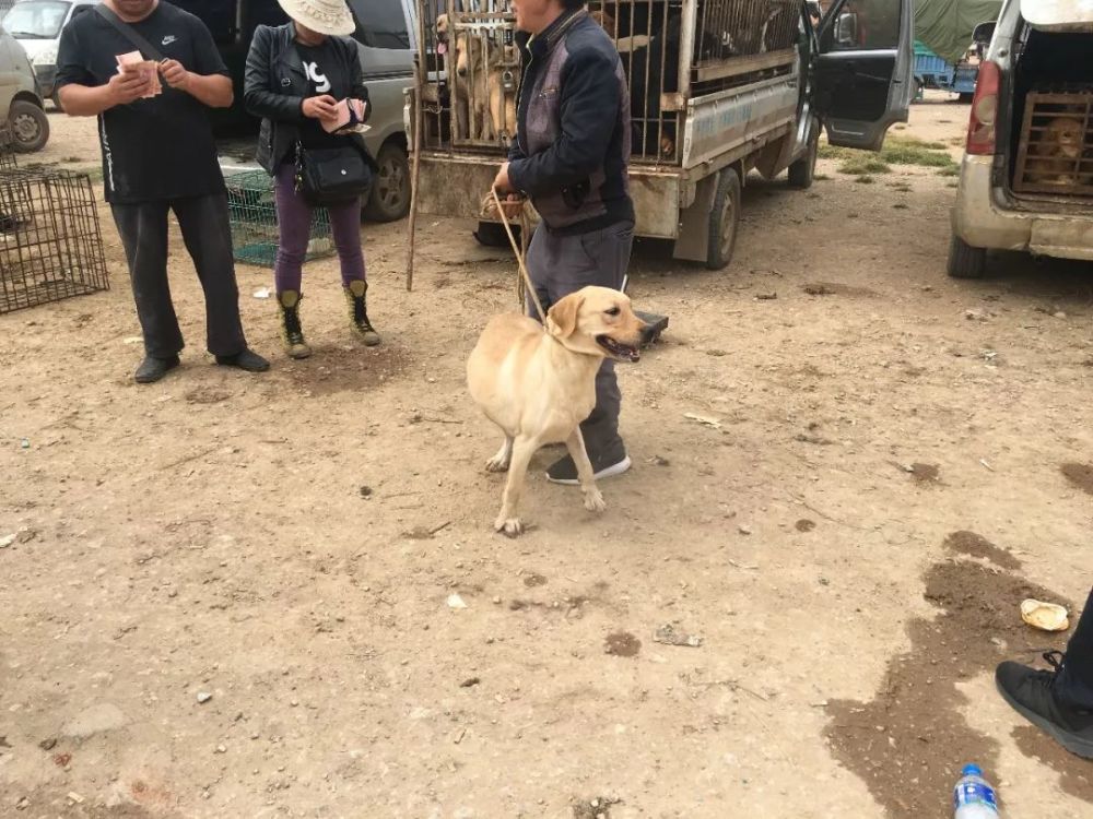 拉布拉多 我就要毕业了 我的学校犬市再见