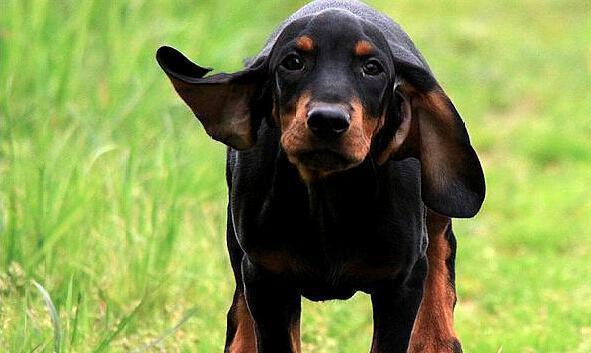 树丛浣熊猎犬该怎么训练?以及训练中该注意的点?