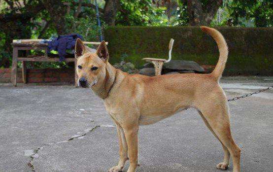 谁才是村头最靓的那条狗?揭秘农村的狗王争霸!