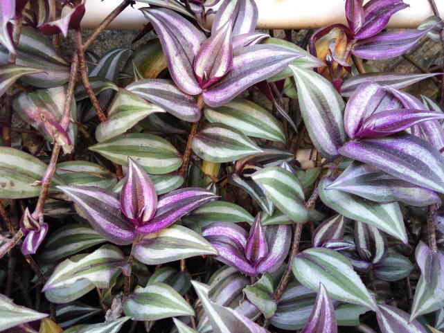 腾讯内容开放平台