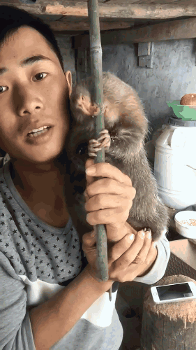 第一次见竹鼠咬竹子,比起大熊猫的娇滴滴,这个小鼠是王者本身了