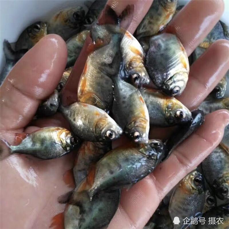 它是中国版食人鱼,一口能咬断手指,抓来