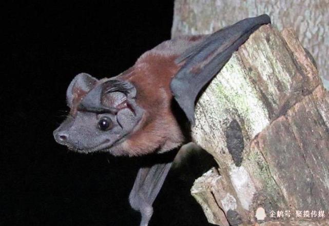 科学家新认定两种狗脸蝙蝠:家族颜值担当