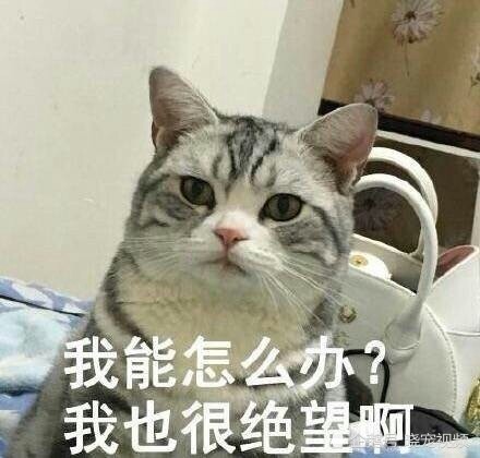 早起从婴儿房传来猫咪的哀嚎声,女主人起身查