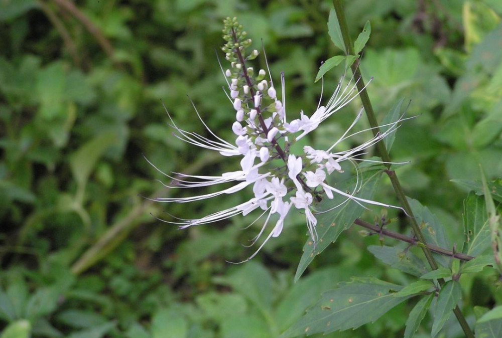 农村有种植物叫肾茶,在南方地区多有种植,你熟悉吗