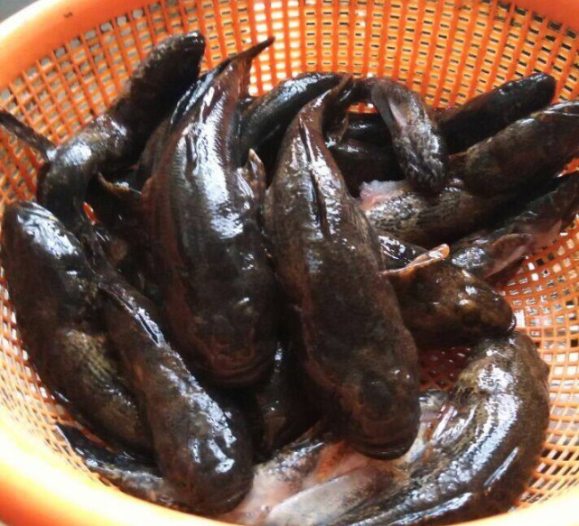 土憨巴属于塘里的一种,这种鱼的个性和黑鱼很像,在水里非常凶猛,头