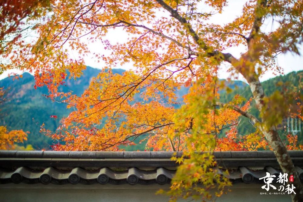 京都赏枫地图出炉 15大小众红叶景点全攻略 再不出发就晚了