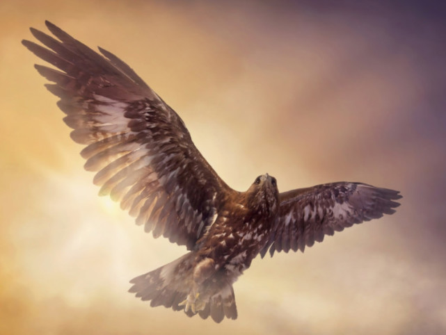 心理测试:你最喜欢哪一只老鹰?测你在感情上要注意什么