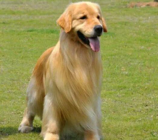 金毛犬随地大小便怎么办?训练金毛犬定点大小