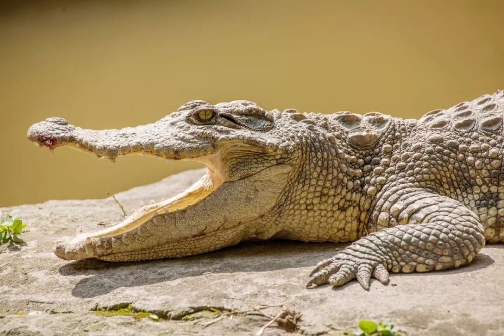 丁某被勒令坐在公司圈养的两只鳄鱼前,王某辉 用剃头刀将丁某头发剃光