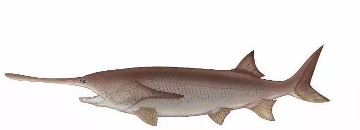 一条重达上千斤,淡水鱼之王白鲟正在消失