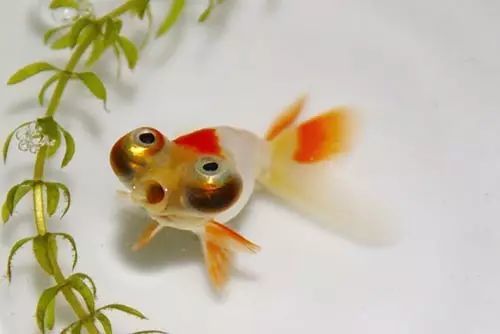 经典金鱼贺新年之:三环套月