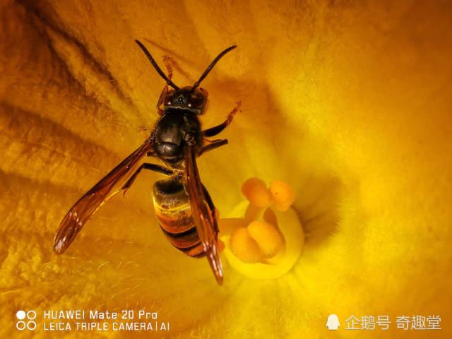 望远镜加显微镜?这颗保时捷大灯牛?mate20pr