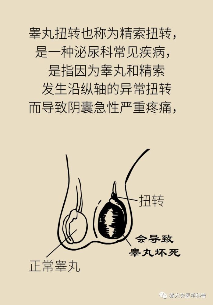 蛋疼无小事家有男孩一定要看这篇文章医学科普