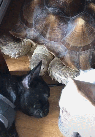 乌龟把狗狗耳朵当食物,咬在嘴里面,差点把狗狗给吓傻