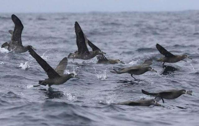 信天翁和军舰鸟:一生几乎都在飞行,堪称"飞行之王"