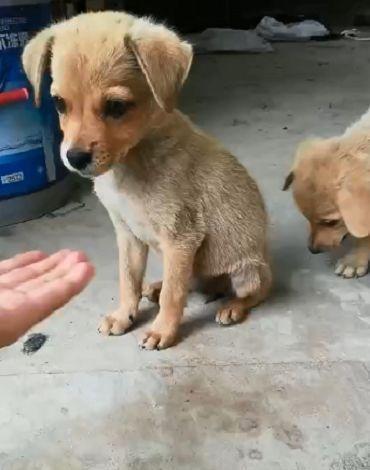 主人教中华田园犬握手 小狗狗很快就学会了 真的好聪明