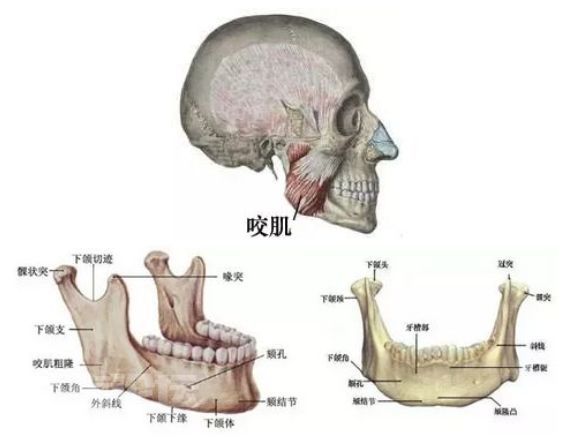 拔了智齒真的可以瘦臉嗎健康日曆