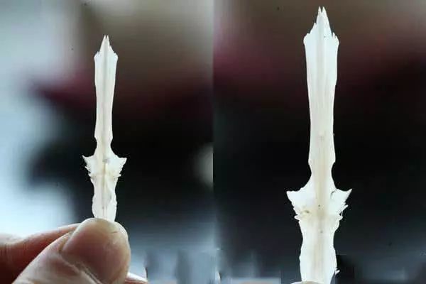 不过现在随着江河沿线采金,取砂及电鱼的增加,雅鱼数量急剧减少.