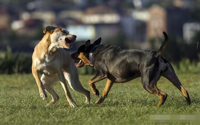 我怎样才能不让我的狗打架?有效的方法阻止狗的攻击