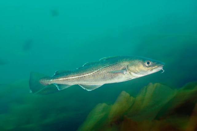 北极鳕在北极生态中很重要 属于北极熊和海鸟的必备捕食对象 北极熊 北极鳕鱼 鱼类
