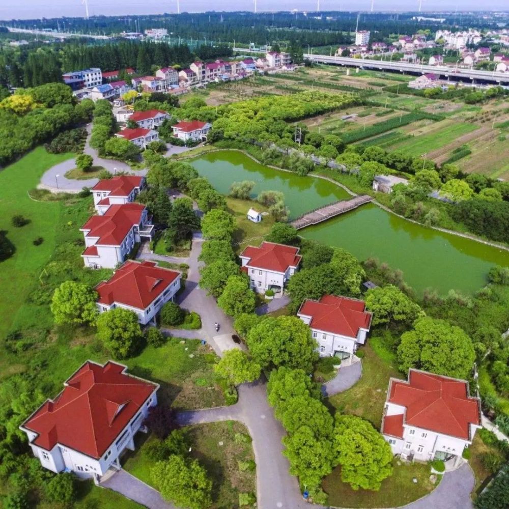 翔浅底绿树漫漫,鸟鸣枝头是崇明三岛中最早看到日出的地方横沙岛绿色