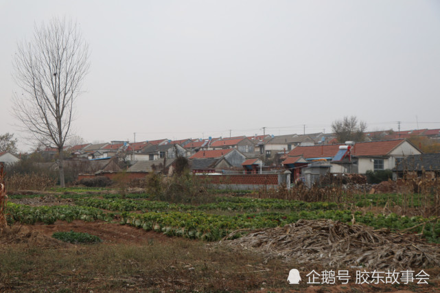 烟台蓬莱一支张姓与滕州王开村为同宗先祖为元代大将