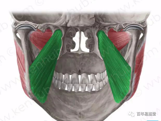 止点:下颌角和下颌支的内面起点:蝶骨翼突,腭骨和上颌结节1,附着点翼