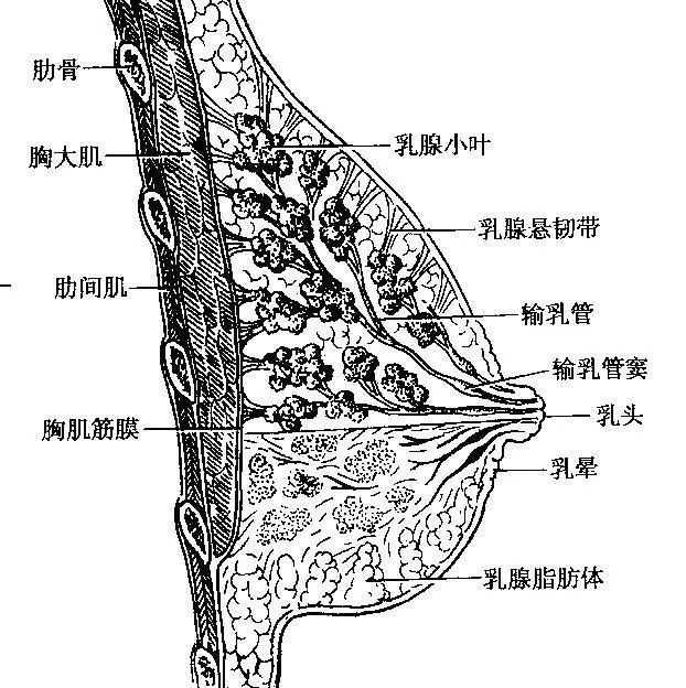 需要疏通乳腺的五种情况快看有没有你