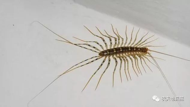 农村名叫钱串子的虫子有毒吗?它真会钻耳朵