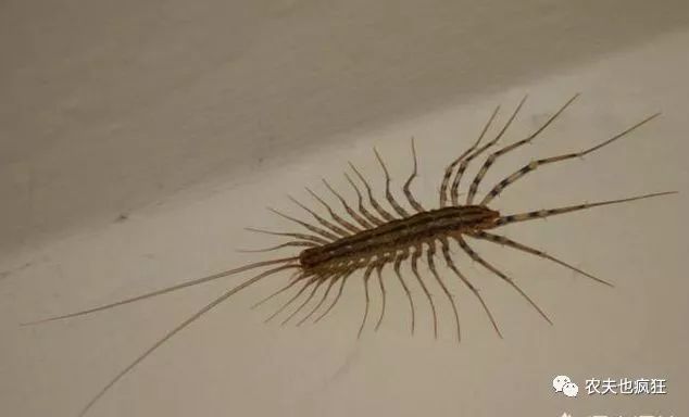 农村名叫钱串子的虫子有毒吗?它真会钻耳朵