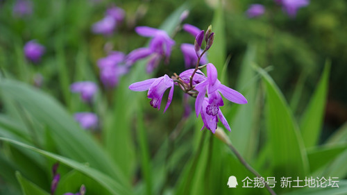 2019年种植什么最赚钱?精选6类种植致富项目