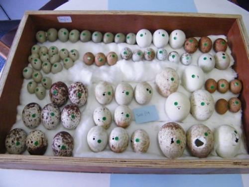 鸟蛋上为什么会有不同的颜色和花纹呢?里面藏着大学问!