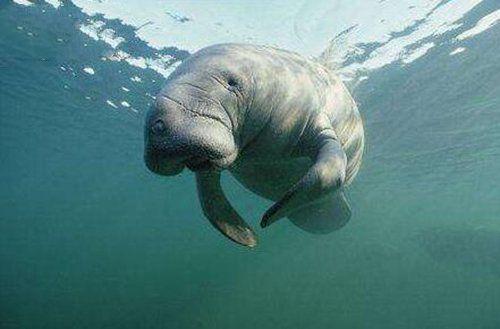 地球上10大速度最慢的动物,蜗牛无悬念榜首,树