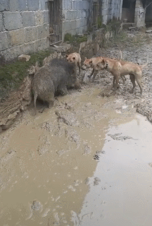 土狗咬野猪图片