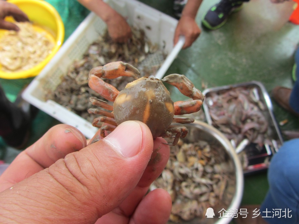 它号称"千人捏不死",公蟹母蟹相距10厘米,相见要走三四天