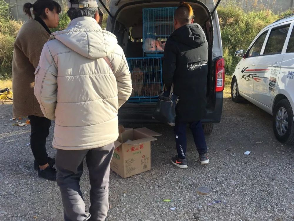 狗贩出售柴犬4千元,称血统纯正!买家:请出示证书