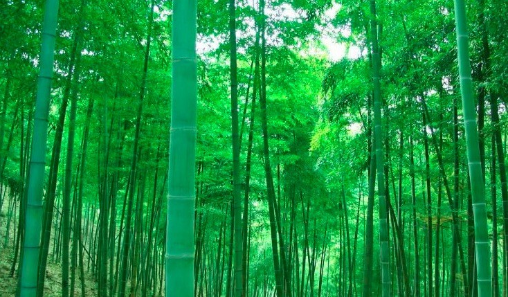 竹姓,源起于3600多年前,延续了940年的神秘古