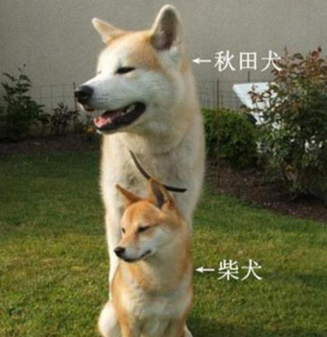 日本柴犬与中国柴犬的区别以及饲养时需要注意的小细节