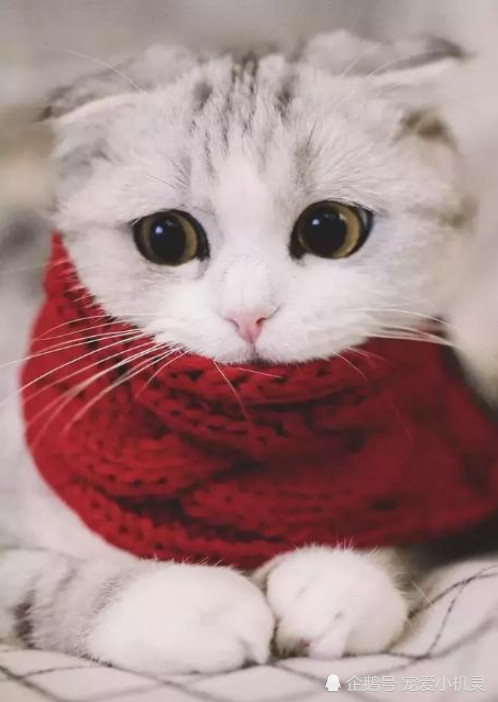 小喵:喵界锦鲤,不接受反驳!喵呜.