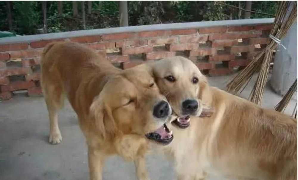 金毛突然食量大增,主人带去检查后吓坏了,兽医:还好送医及时