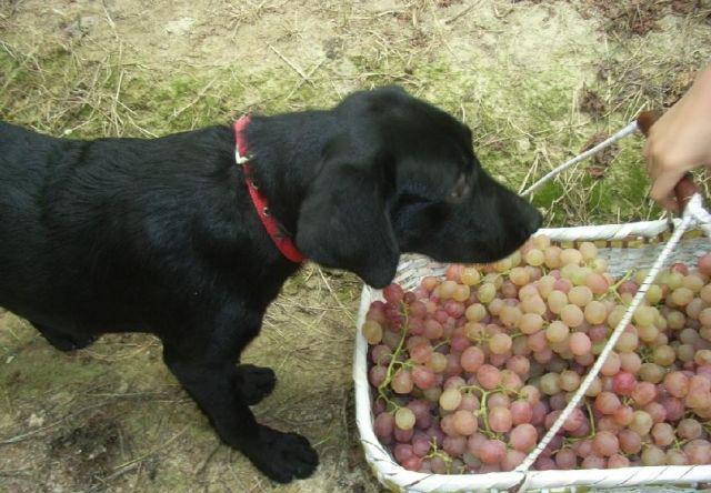 为什么一些狗狗吃了葡萄后会死有什么科学依据吗长知识了