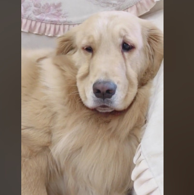 铲屎官回家后 看到金毛在带宝宝 瞬间发怒:孩子