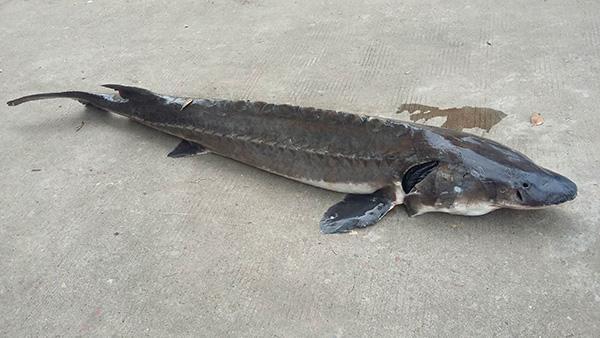 数千条大鱼陆续死亡,因工程施工?网友:一条一千万,谁来担责?